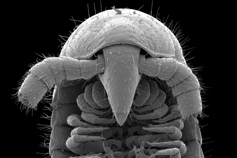 An electron microscope image of a millipede's head.