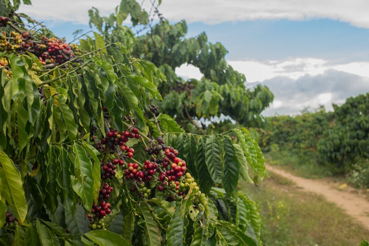 Μια εικόνα ενός φυτού καφέ σε ένα αγρόκτημα.