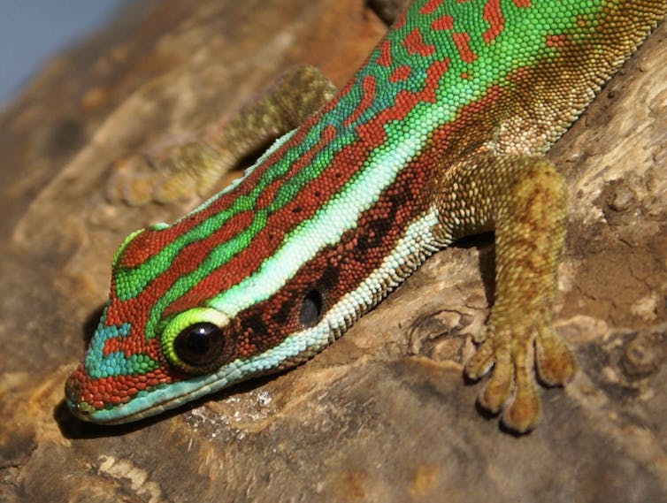 Phelsuma inexpectata , una specie di geco che vive sull'isola di Reunion. B. Navez/Wikimedia , CC BY-NC-SA