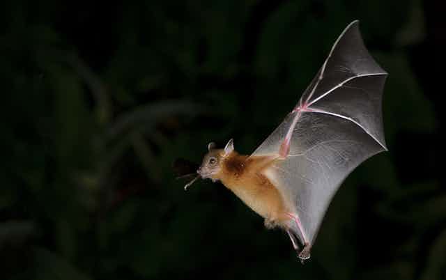 Flying bat in dark