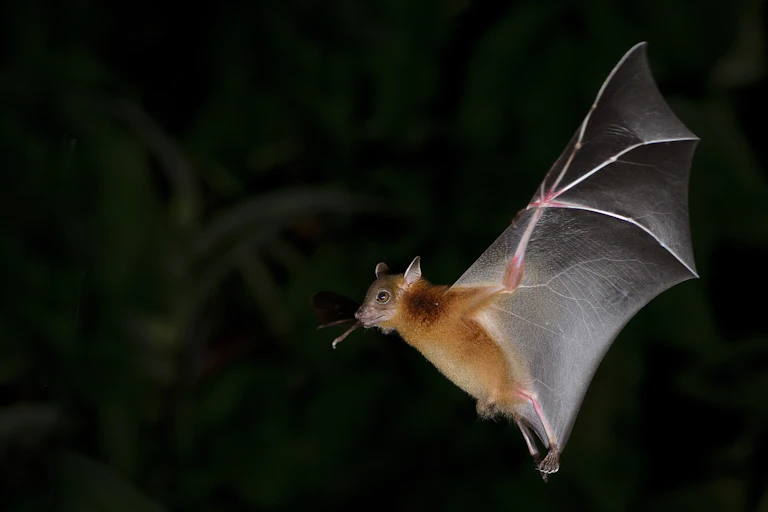 Flying bat in dark