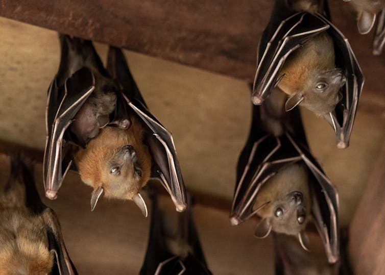 bats hanging from roof