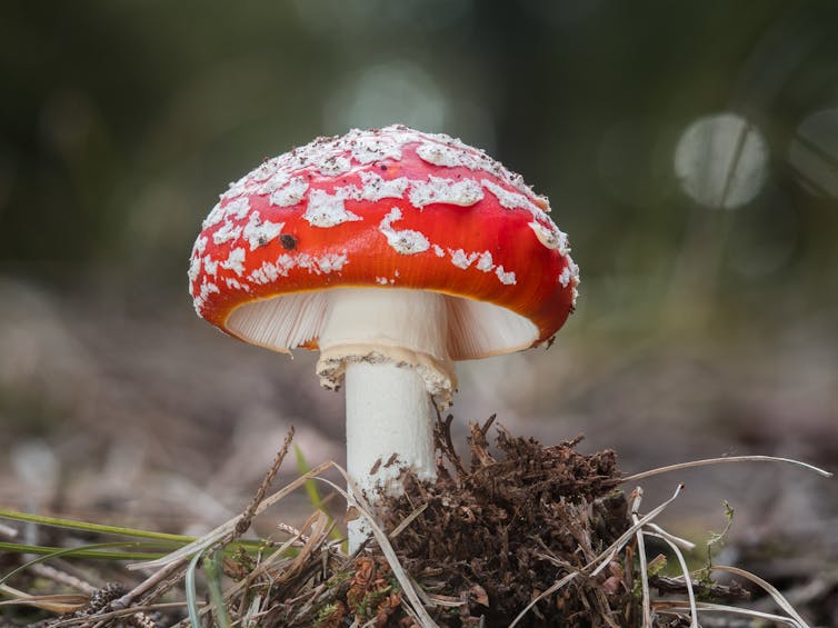 A red and white toadstool.