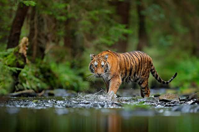 An Amur tiger walks through a forest stream.