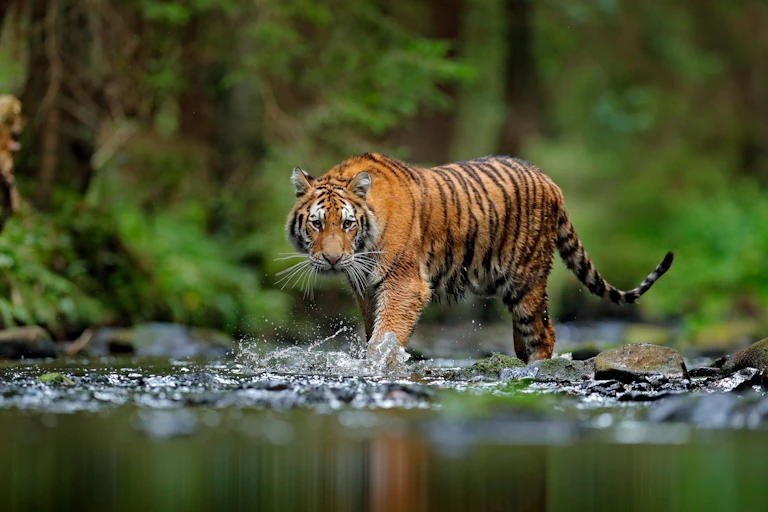 An Amur tiger walks through a forest stream.