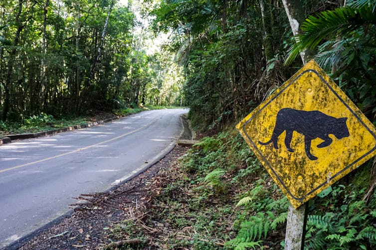 A yellow road sign depicting a jaguar next to a road surrounded by tropical forest.