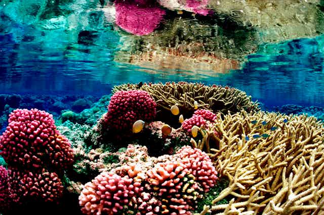 A colourful tropical reef.