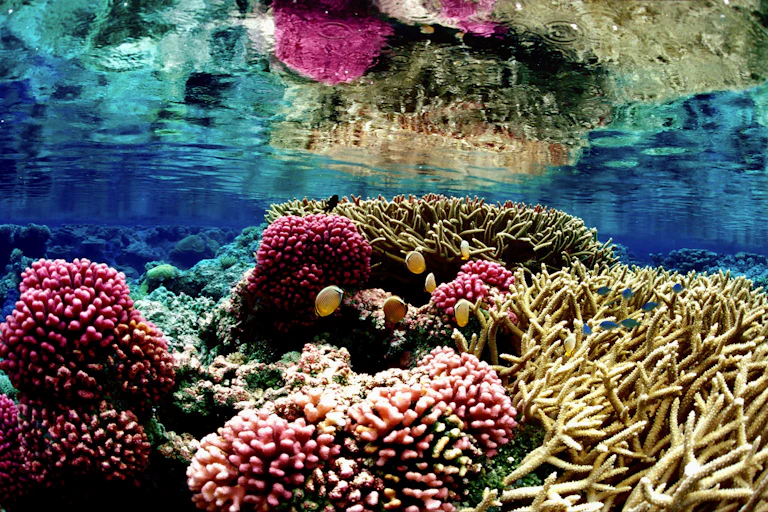 A colourful tropical reef.
