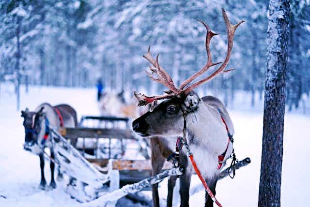 A reindeer hitched to a sleigh.