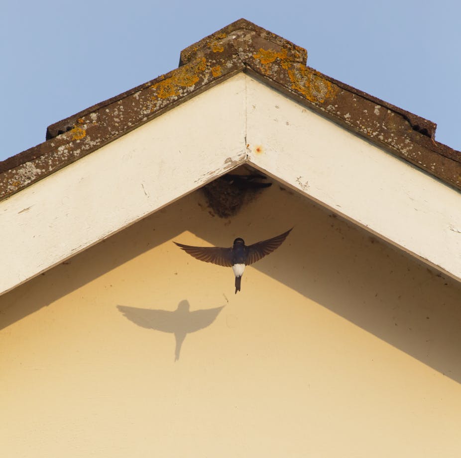 Bird flying to nest in eaves