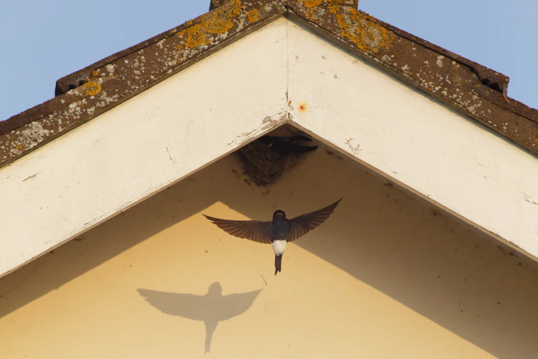 Bird flying to nest in eaves