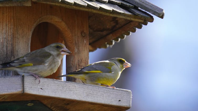 Two birds on a house shaped feeder