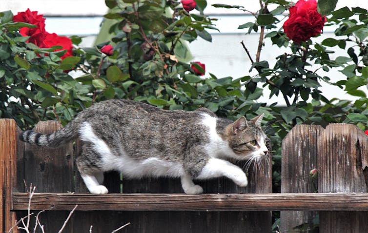 Cat stalking along fence under roses