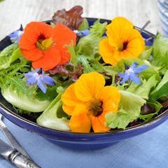research topics about vegetarian diets