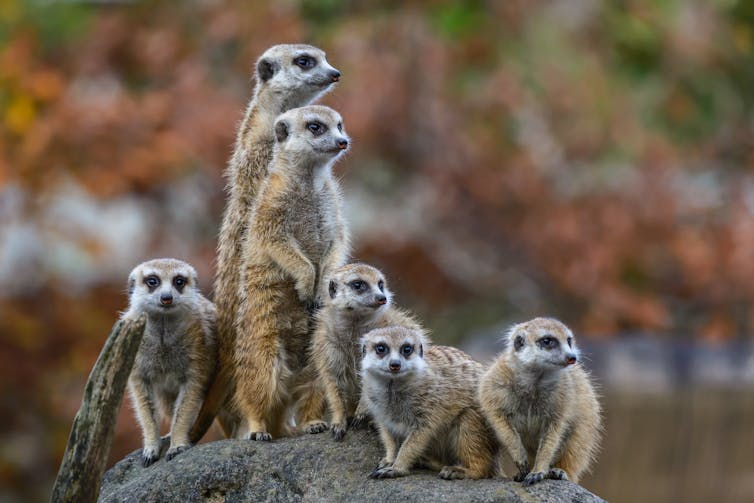 Group of meerkats