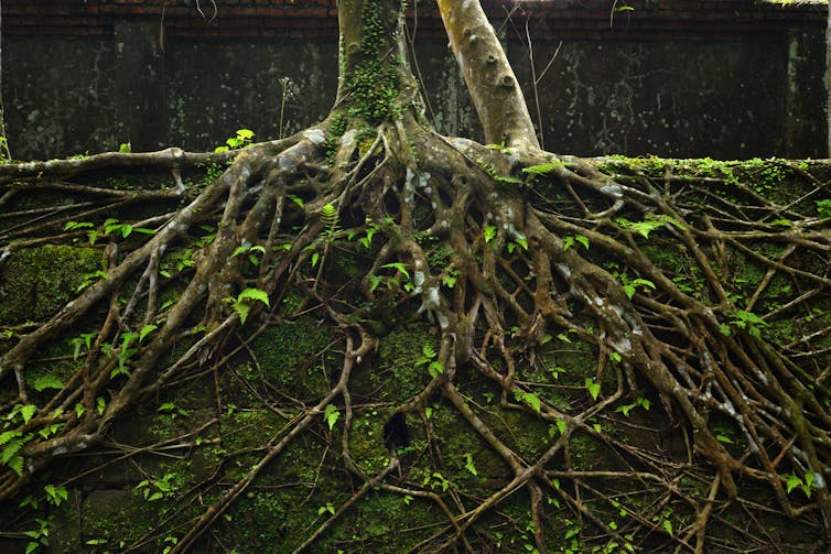 Tree roots clamber down an old brick wall coated in green moss.
