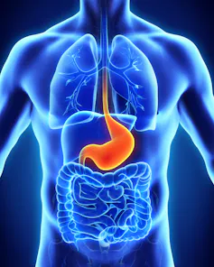 Graphic showing the stomach and other organs
