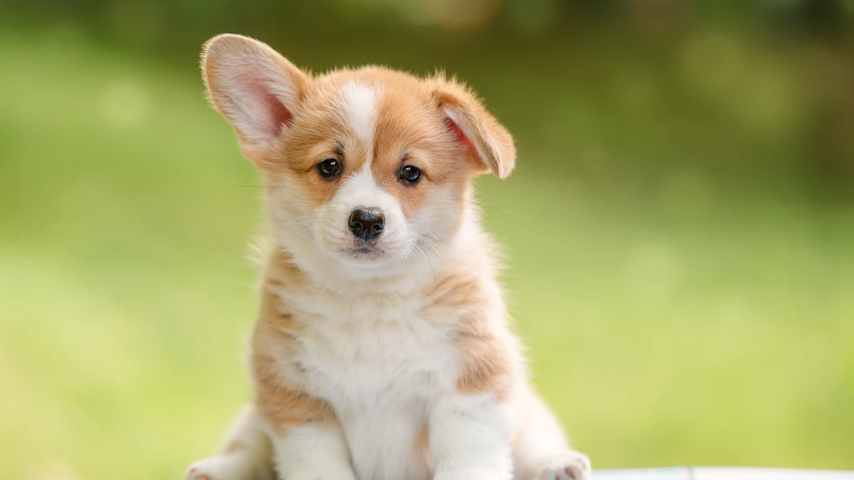 Have an Instagram account for your pet? Love sharing funny animal ...