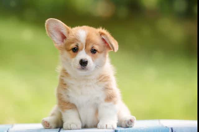 A corgi sits on its butt looking sad as one ear is up and the other is flopped down