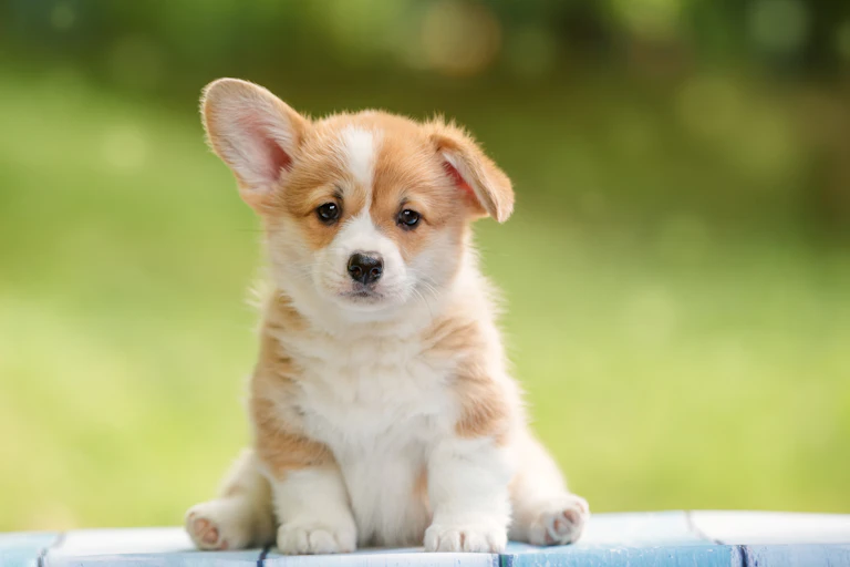 A corgi sits on its butt looking sad as one ear is up and the other is flopped down