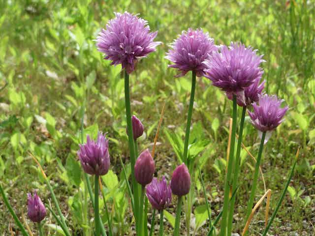 Small purple flowers on straight stems