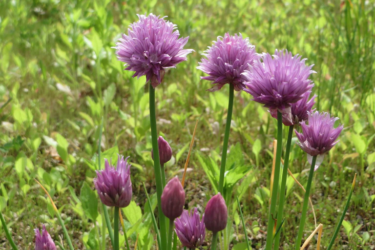 Small purple flowers on straight stems