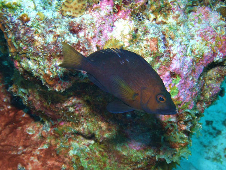 A dusky fish on a pink and white coral background.