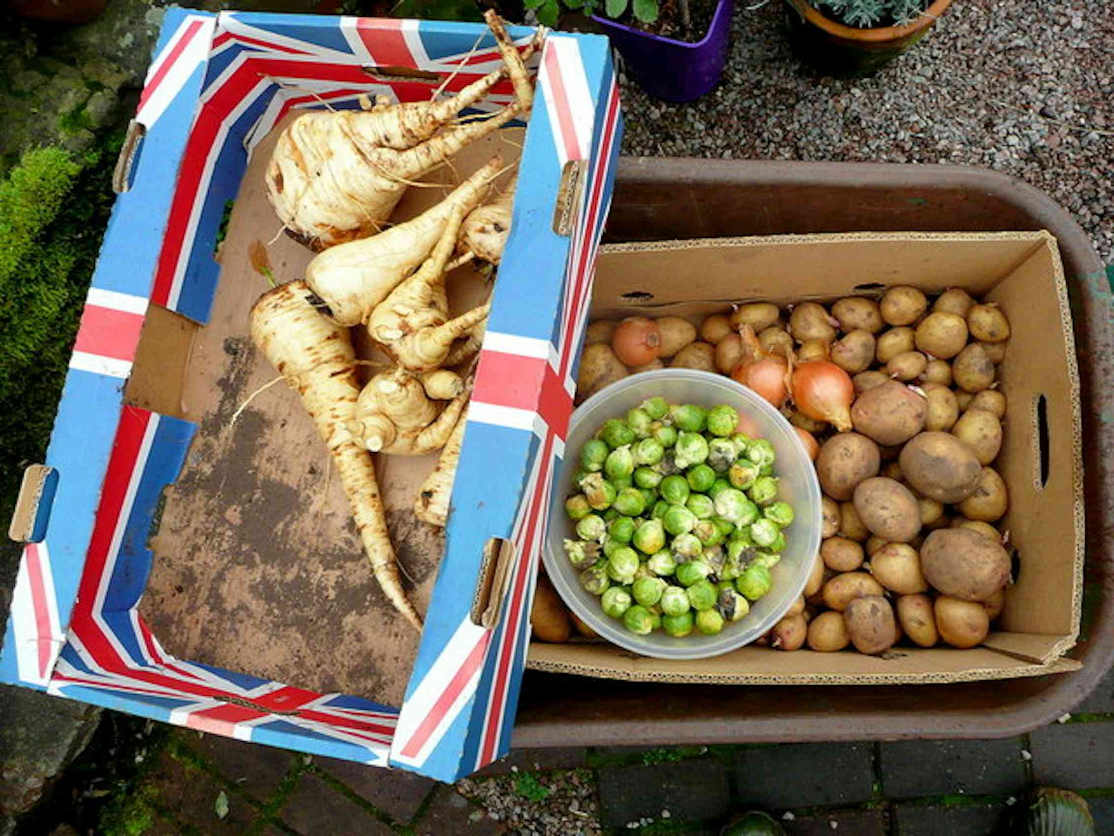 Root vegetables in cartons