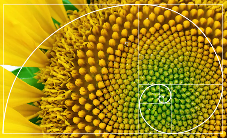 Close up of a large yellow sunflower.