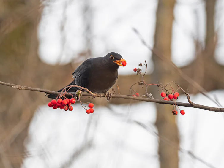 A blackbird eating a red berry from a tree branch in the winter.
