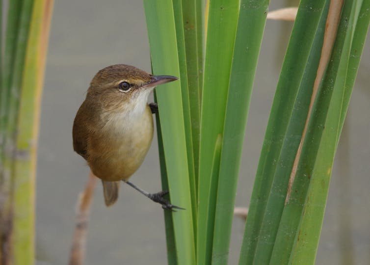 A reed warbler on reeds