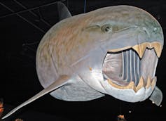 Gray model of a fish head with gaping jaws and large front teeth