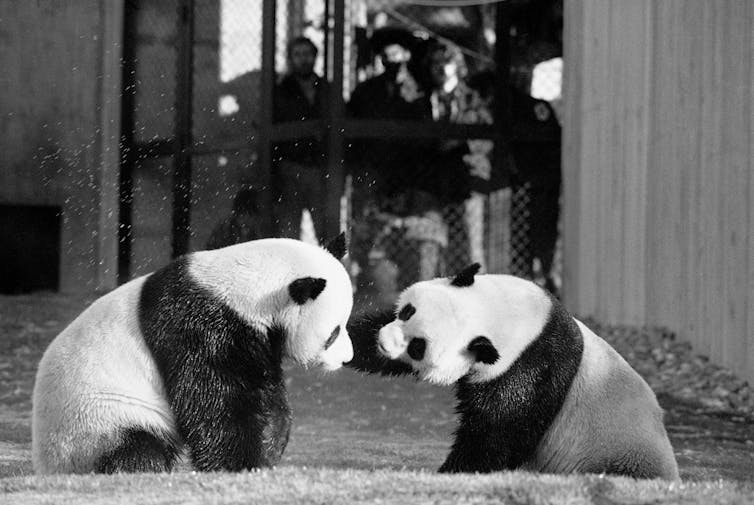 Two pandas play.
