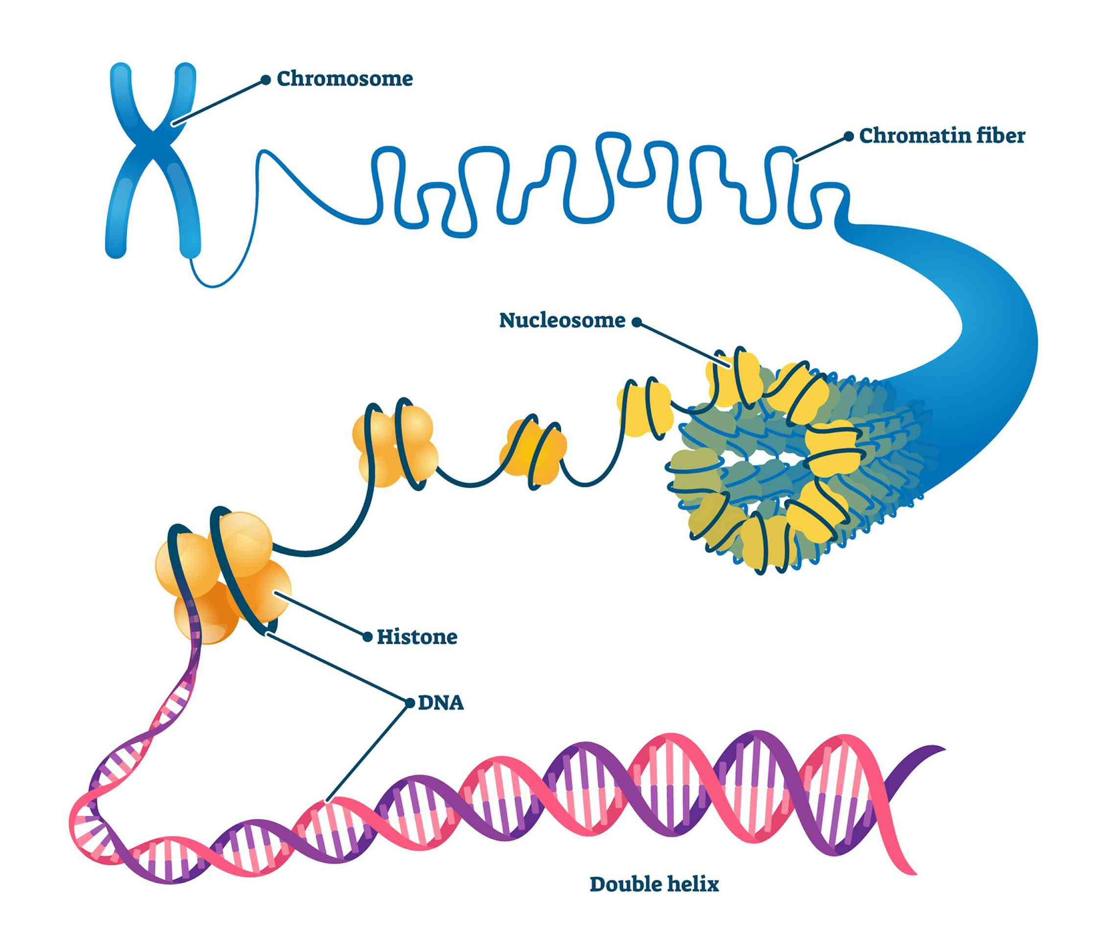 Хроматин и нуклеосома