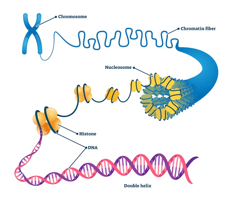 Diagram of chromosome unwinding to show chromatin, histones and DNA