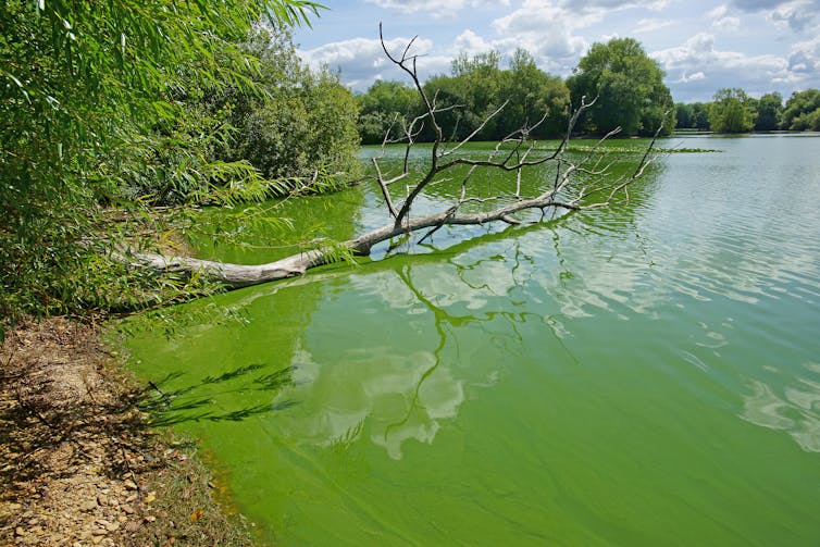 A lake covered with a layer of green algae .