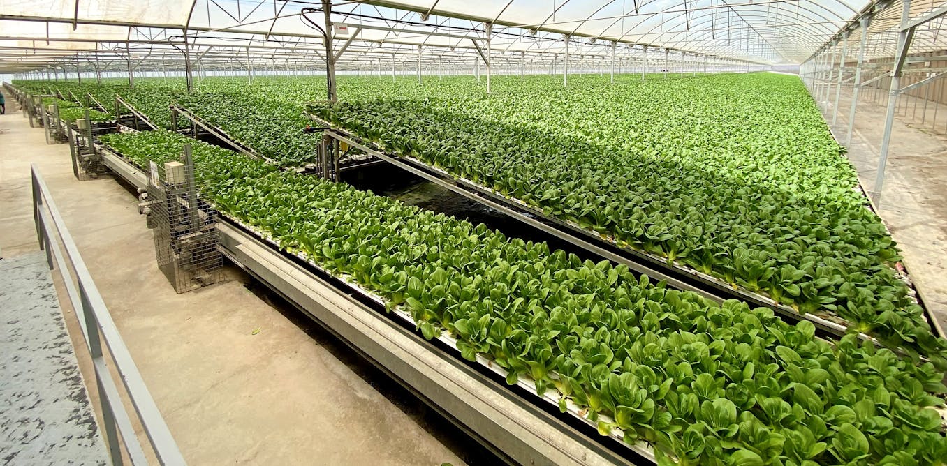 file-20211218-49721-1fd7gwo.jpg?ixlib=rb-1.1