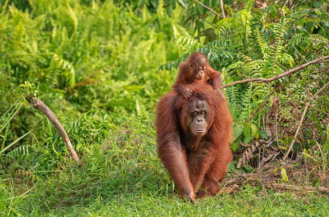 Female orangutan with infant on her back