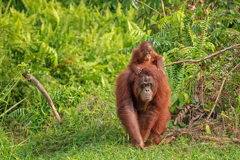 Female orangutan with infant on her back