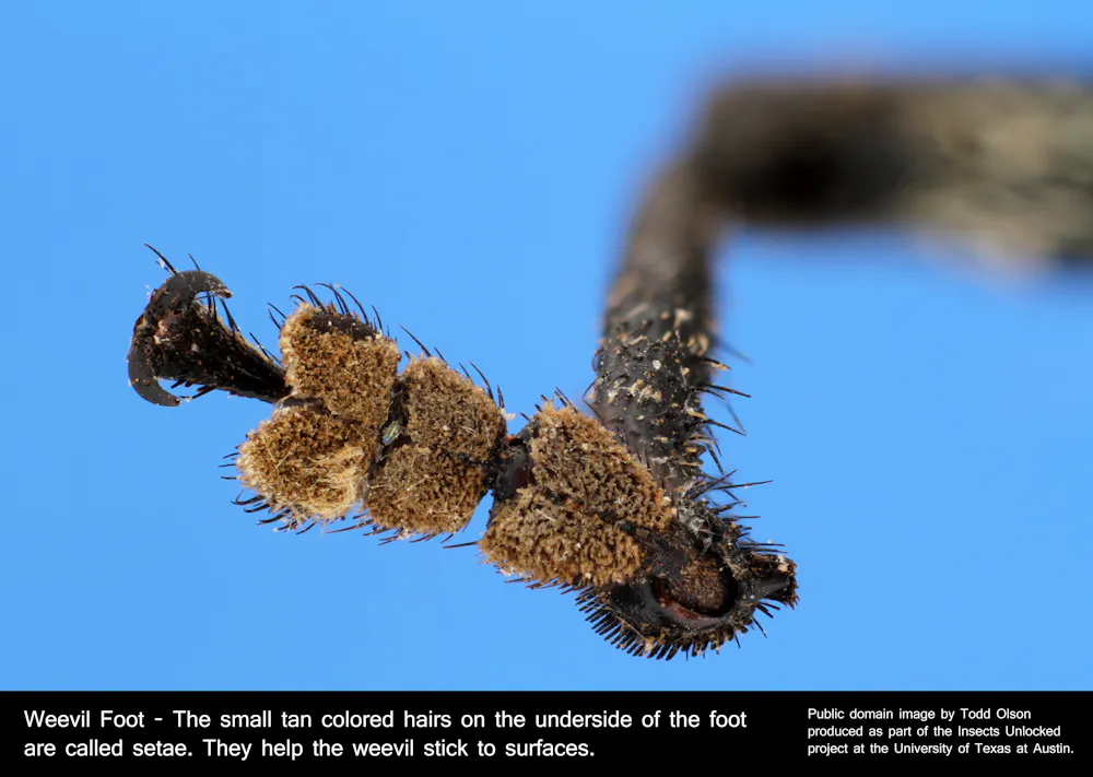 Alien Insect Feet Curious Kids: how are ants and other creatures able to…