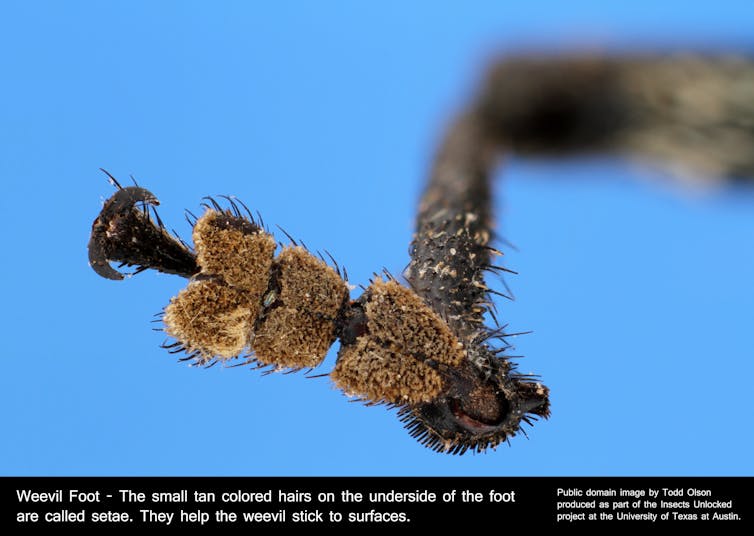 Close up image of hairy insect foot