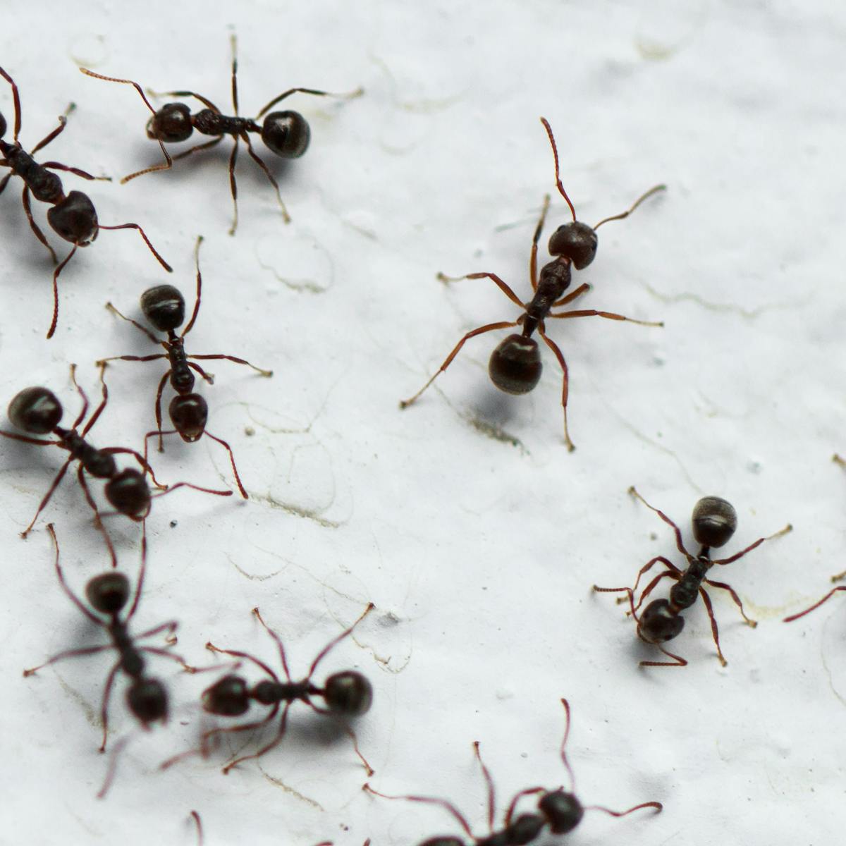 Curious Kids: how are ants and other creatures able to walk on the ceiling?
