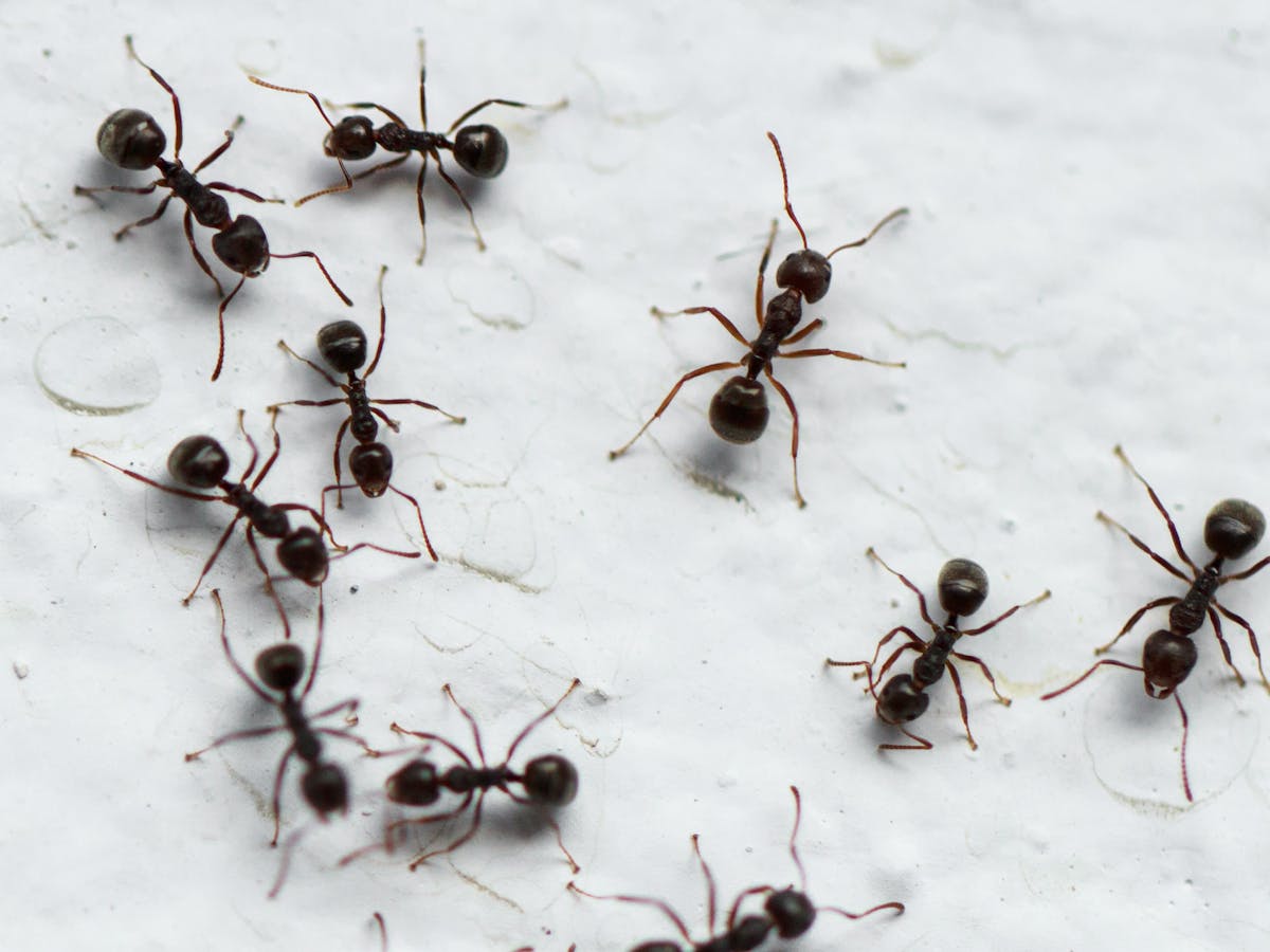 Curious Kids: how are ants and other creatures able to walk on the ceiling?
