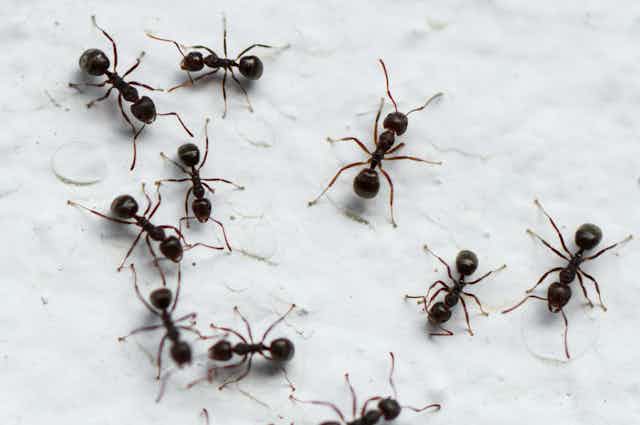 Ants on a white surface