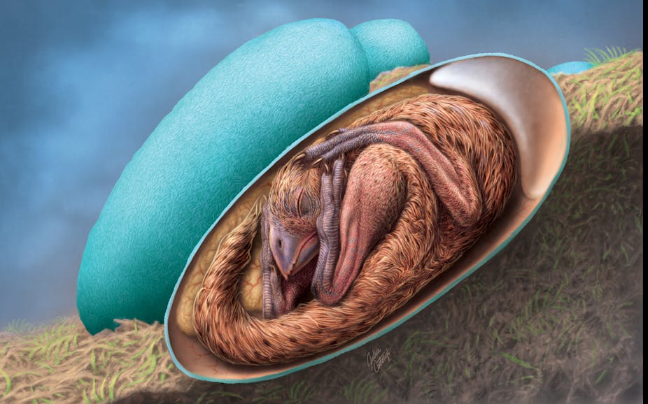 An artist's reconstruction of a baby oviraptorosaur in the egg nest, based on the new embryo fossil.