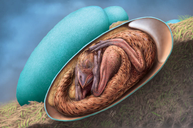 An artist's reconstruction of a baby oviraptorosaur in the egg nest, based on the new embryo fossil.