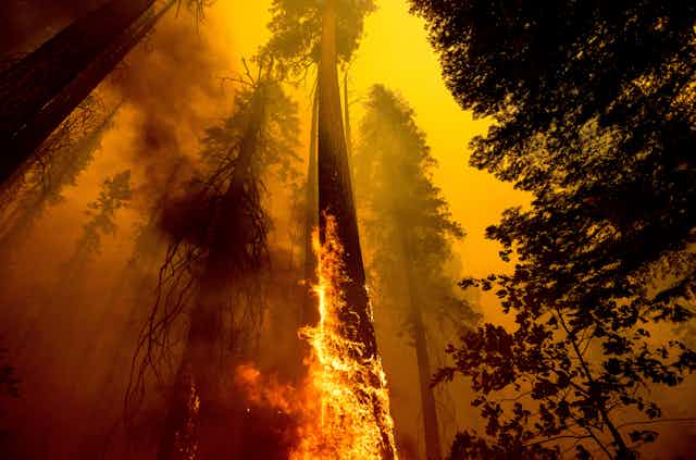 Flames crawl up the trunk of a giant sequoia tree