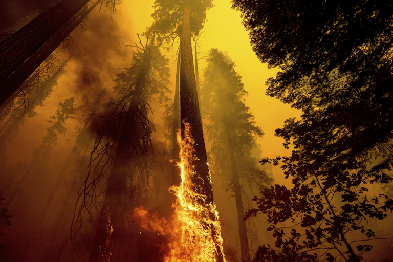 Flames crawl up the trunk of a giant sequoia tree