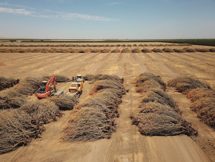 Rows of dead trees lie on their sides in a flat field.