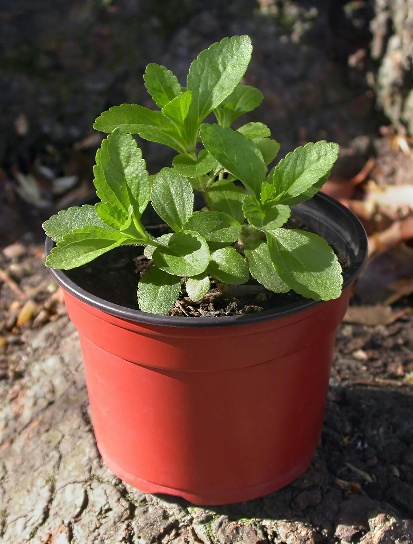 A small green plant in a pot.